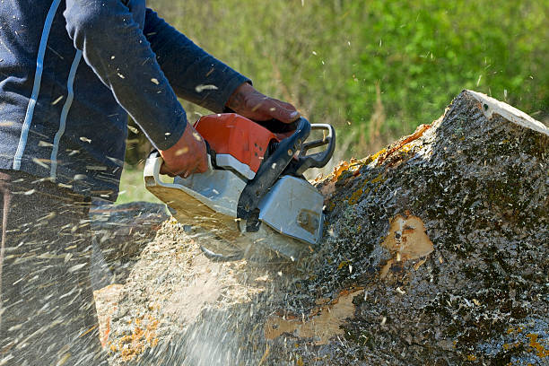 Best Tree Disease Treatment  in City View, SC